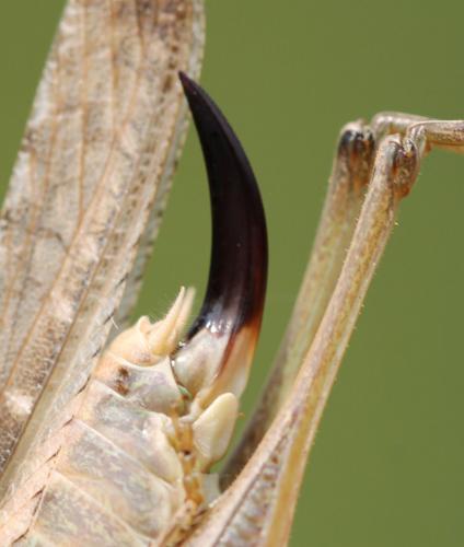 Réf. 216 923 : Platycleis intermedia